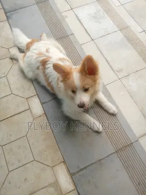 1-3 months Female Purebred Japanese Spitz
