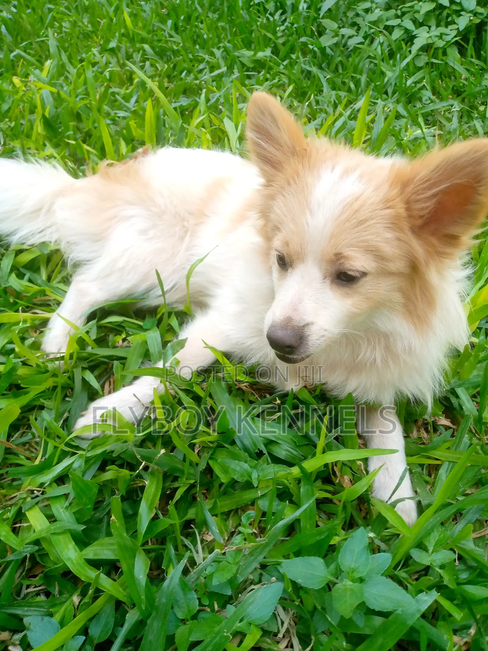 1-3 months Female Purebred Japanese Spitz