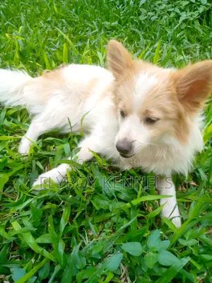 1-3 months Female Purebred Japanese Spitz