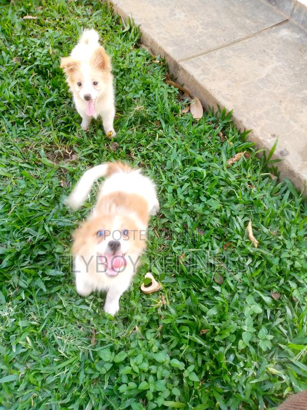 1-3 months Female Purebred Japanese Spitz - thumbnail 13