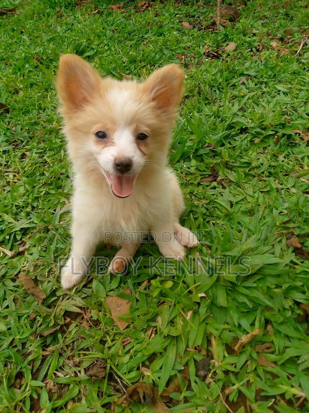 1-3 months Female Purebred Japanese Spitz - thumbnail 14