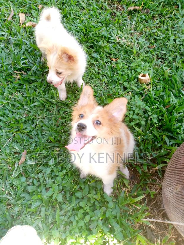 1-3 months Female Purebred Japanese Spitz - thumbnail 15