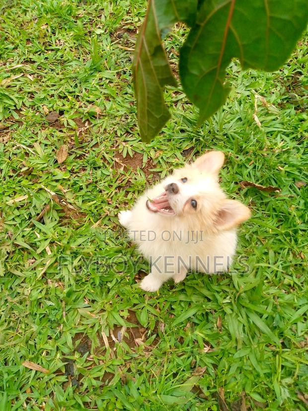 1-3 months Female Purebred Japanese Spitz - thumbnail 16