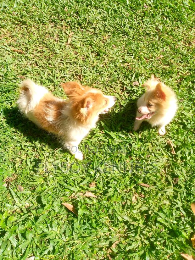 1-3 months Female Purebred Japanese Spitz - thumbnail 17