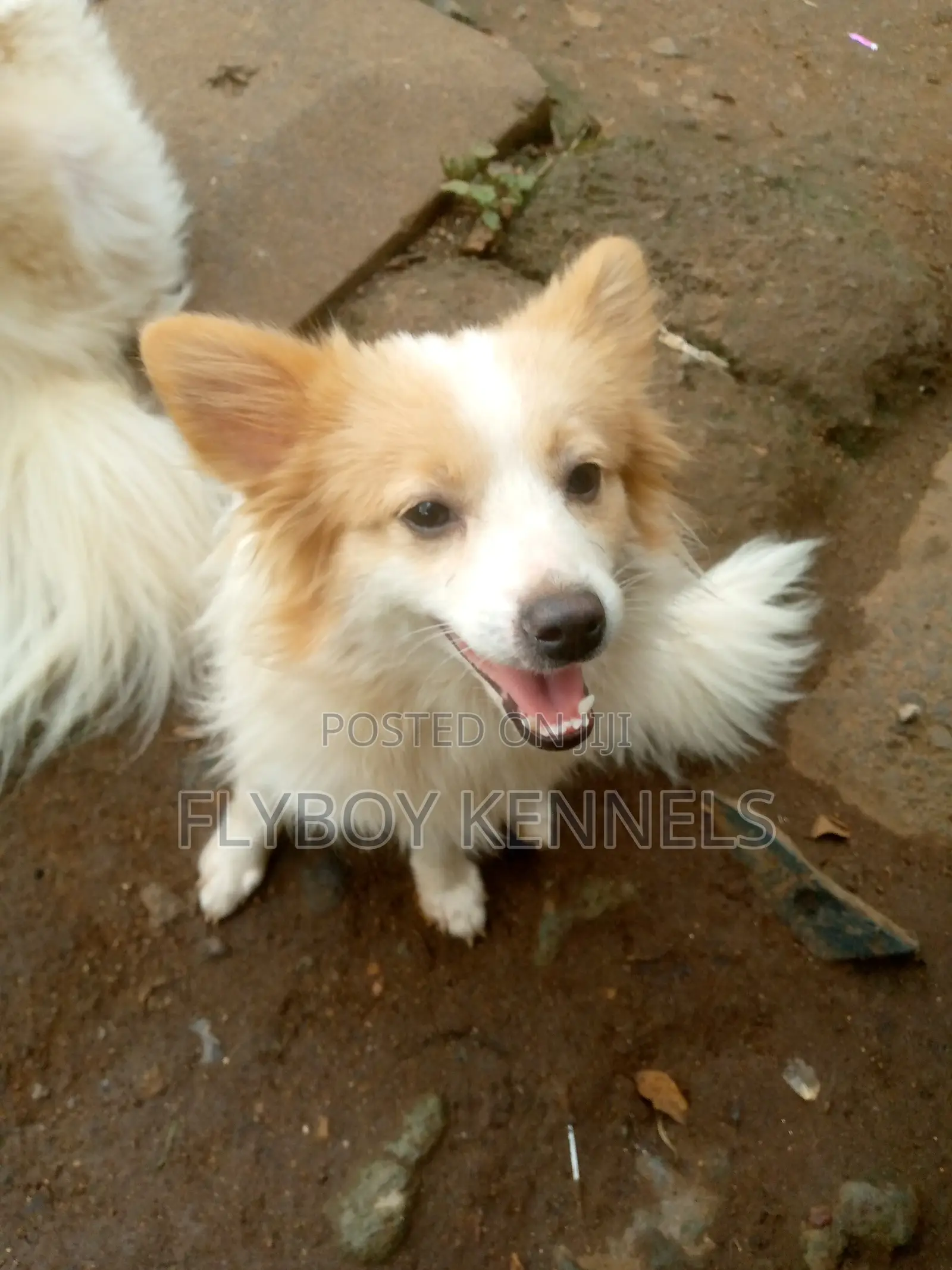 1-3 months Female Purebred Japanese Spitz