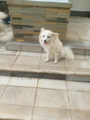 1+ year Female Purebred Japanese Spitz