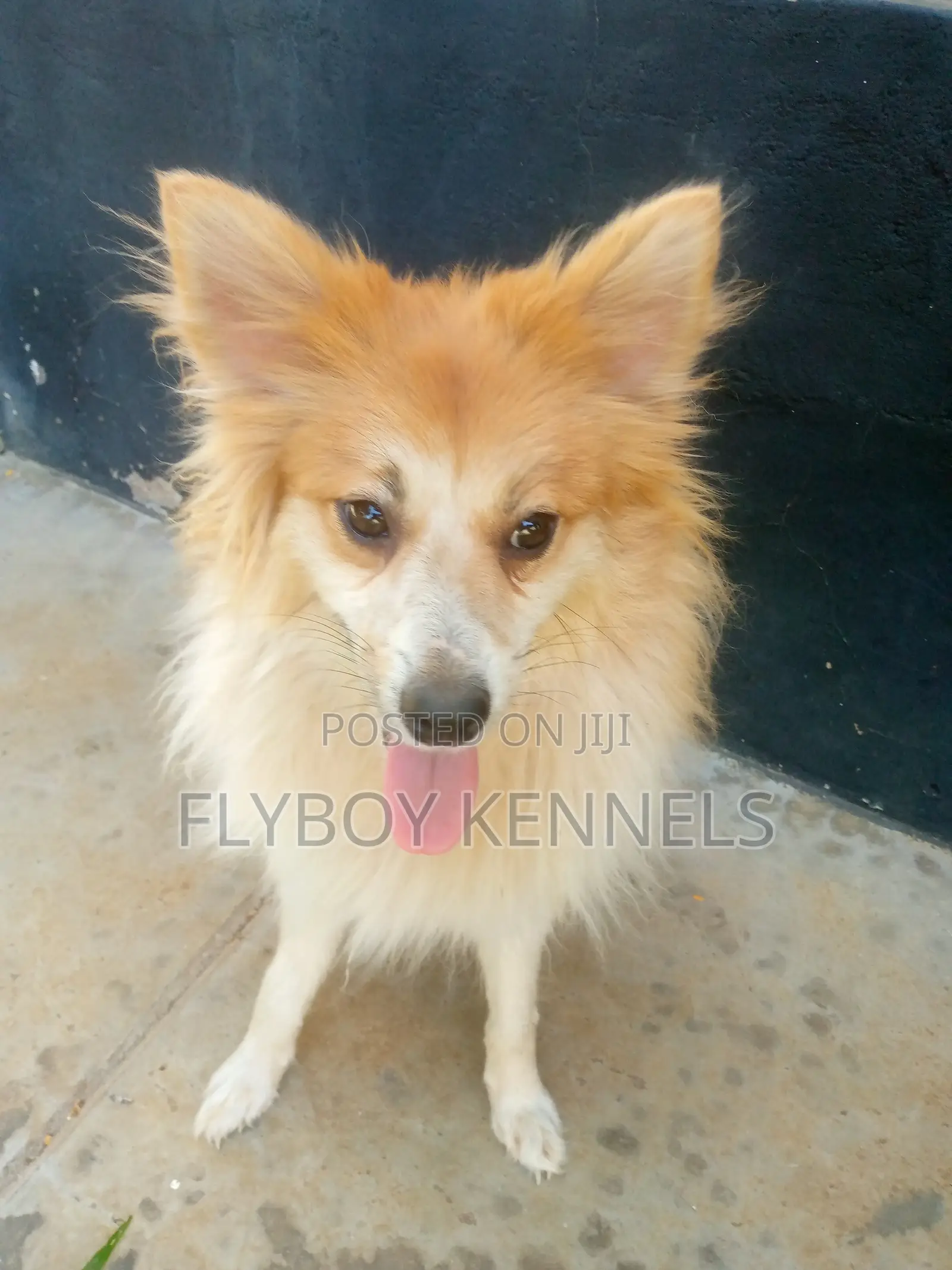 1+ year Female Purebred Japanese Spitz