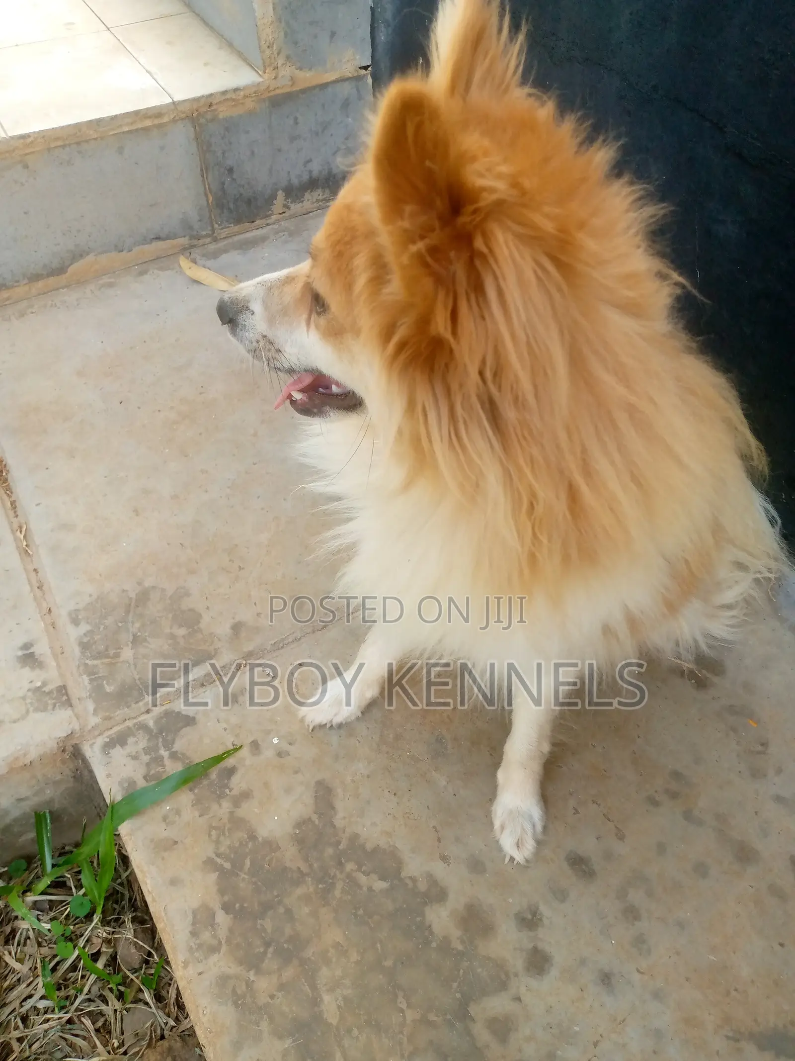 1+ year Female Purebred Japanese Spitz