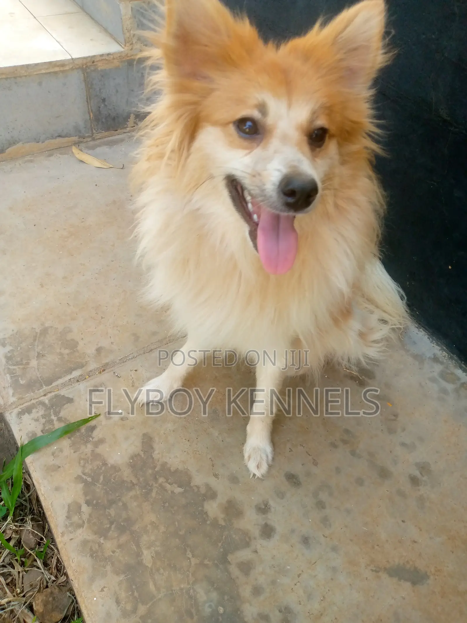 1+ year Female Purebred Japanese Spitz