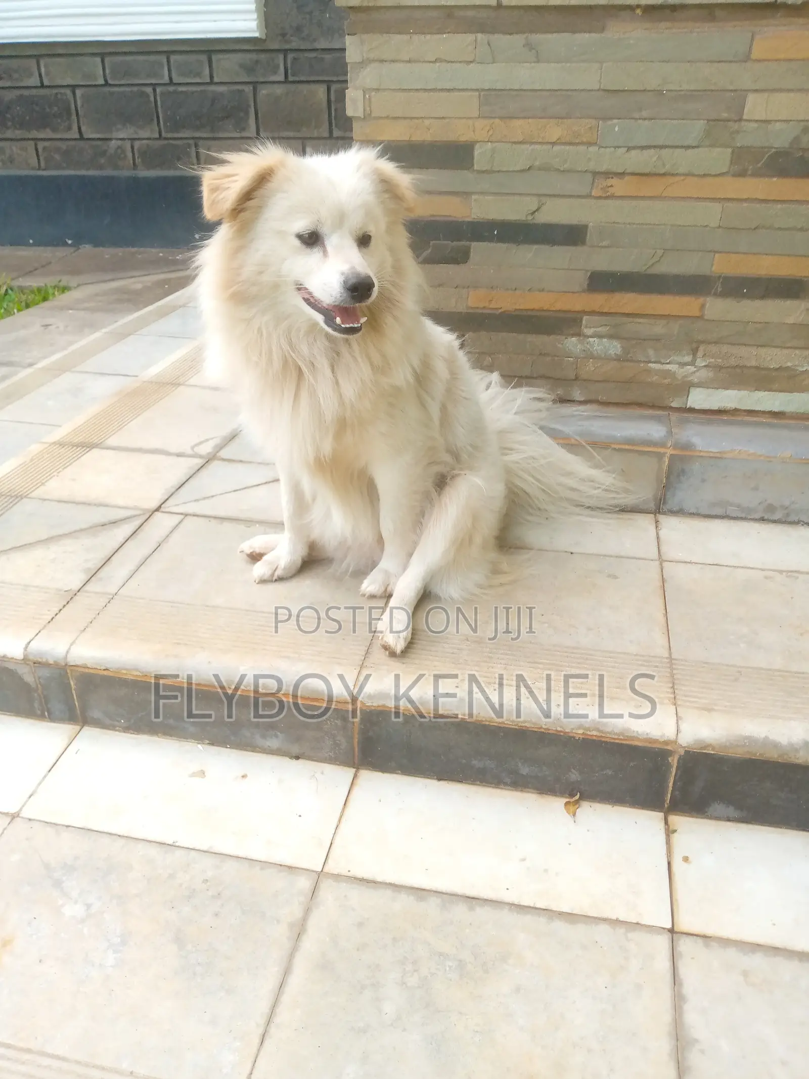 1+ year Male Purebred Japanese Spitz