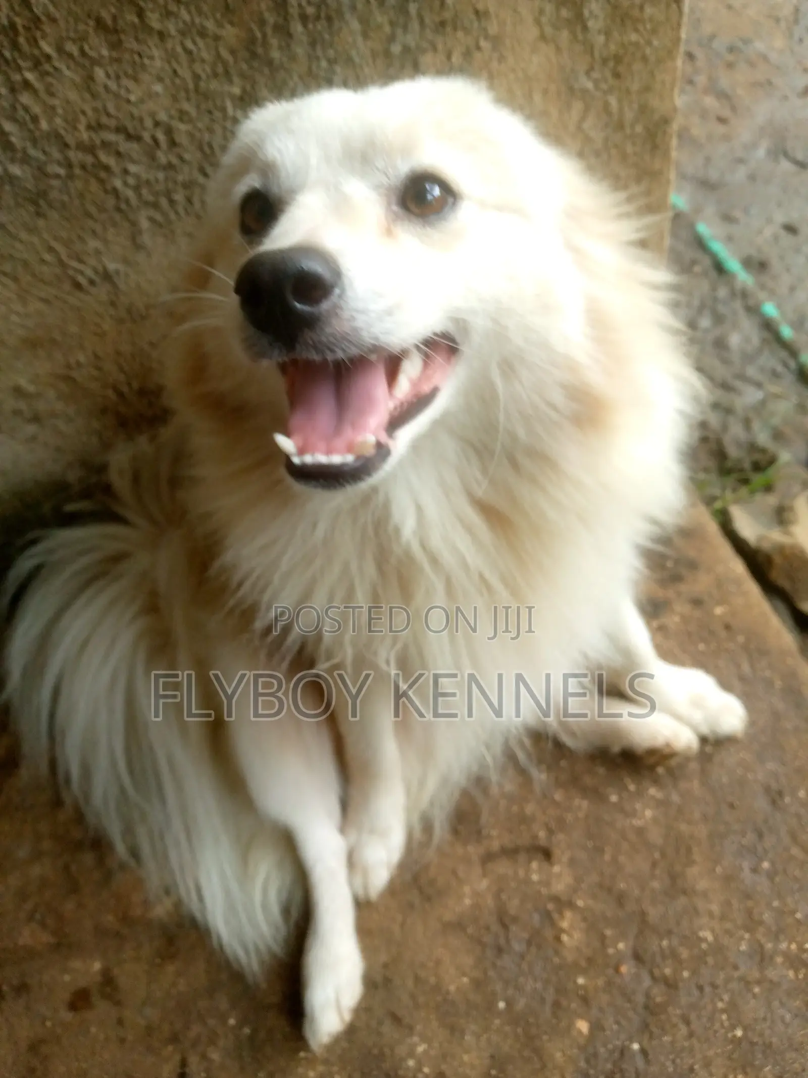1+ year Male Purebred Japanese Spitz