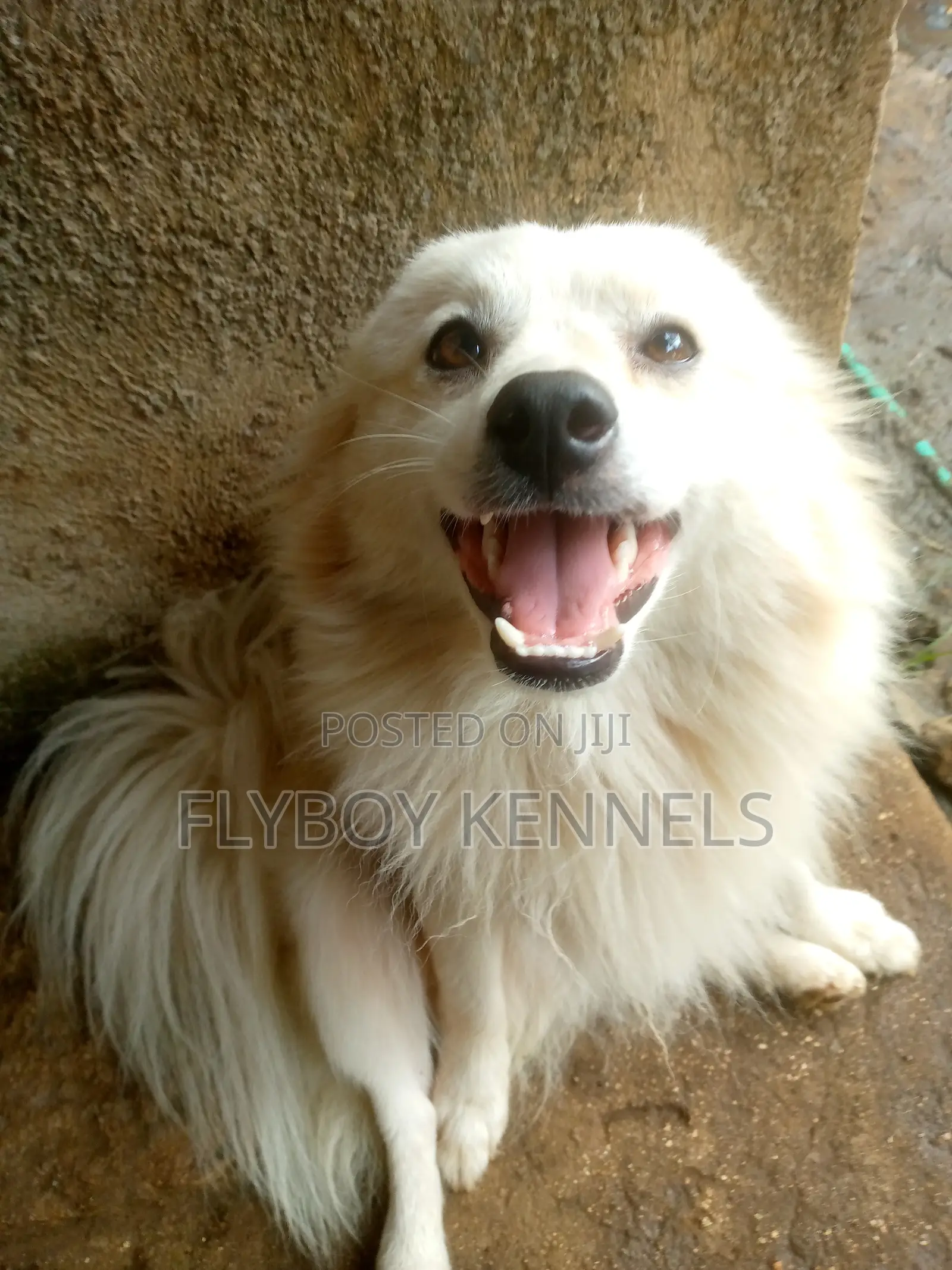 1+ year Male Purebred Japanese Spitz