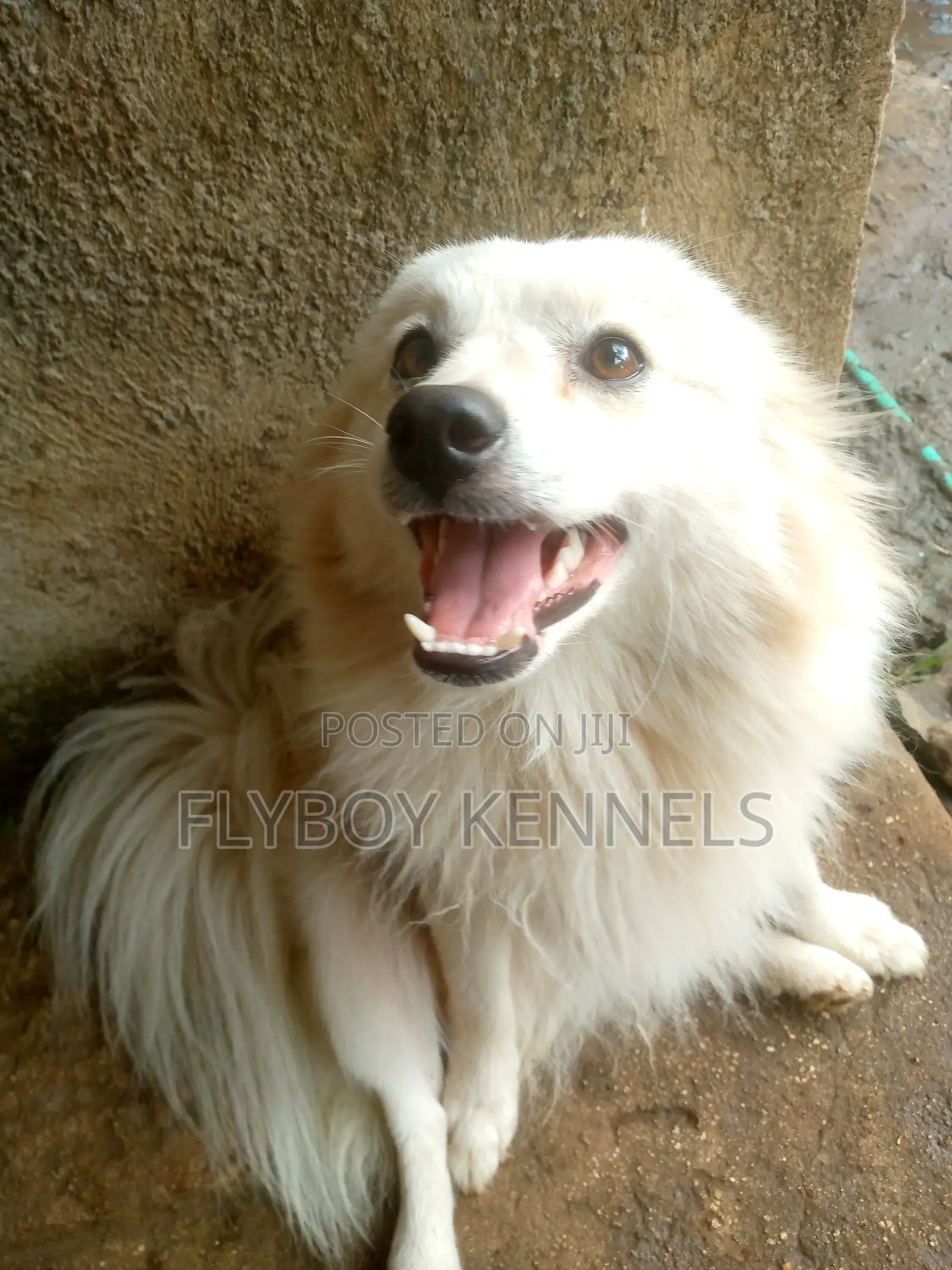 1+ year Male Purebred Japanese Spitz