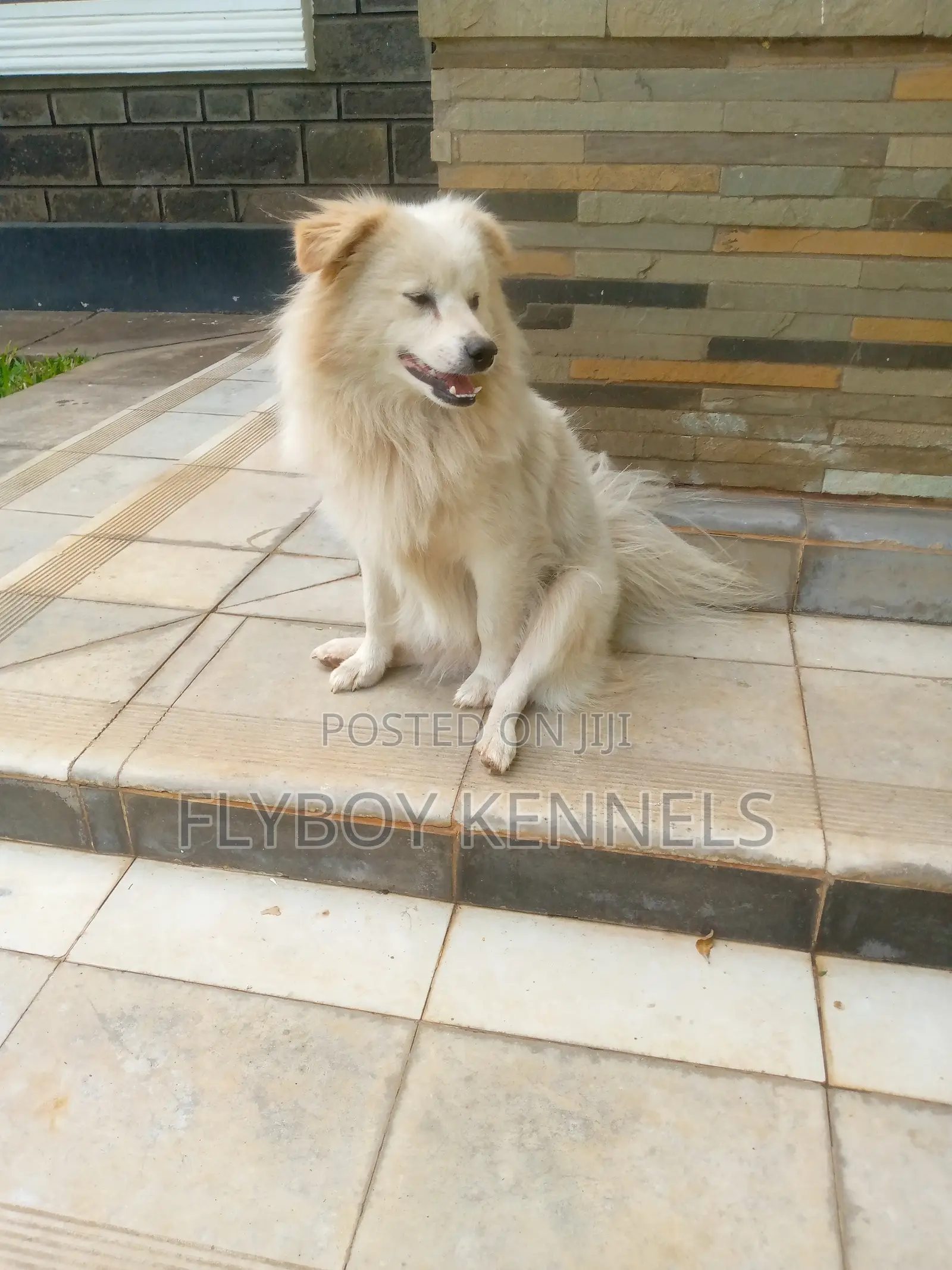 1+ year Male Purebred Japanese Spitz