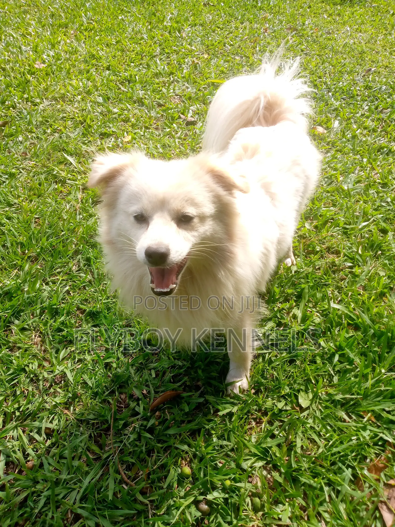1+ year Male Purebred Japanese Spitz
