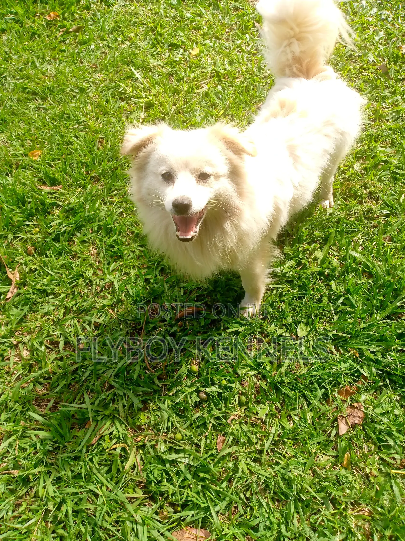 1+ year Male Purebred Japanese Spitz