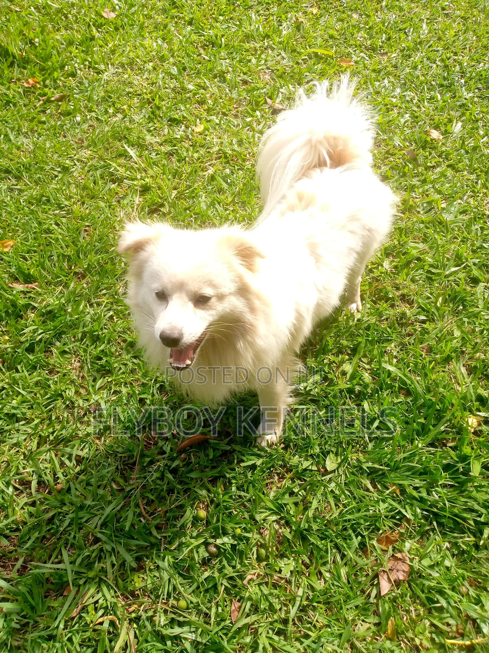 1+ year Male Purebred Japanese Spitz