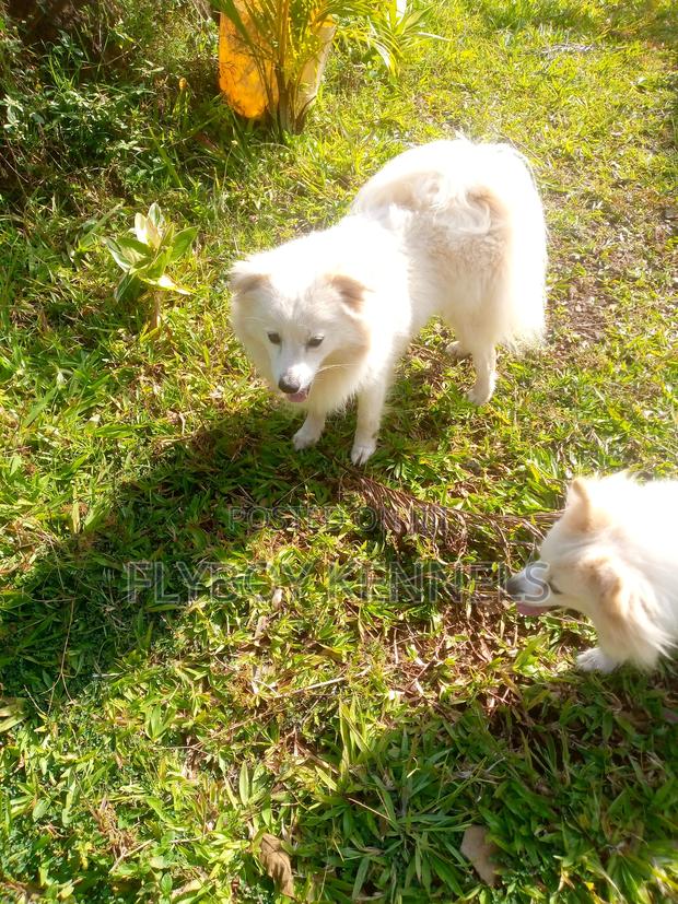 1+ year Male Purebred Japanese Spitz - thumbnail 8