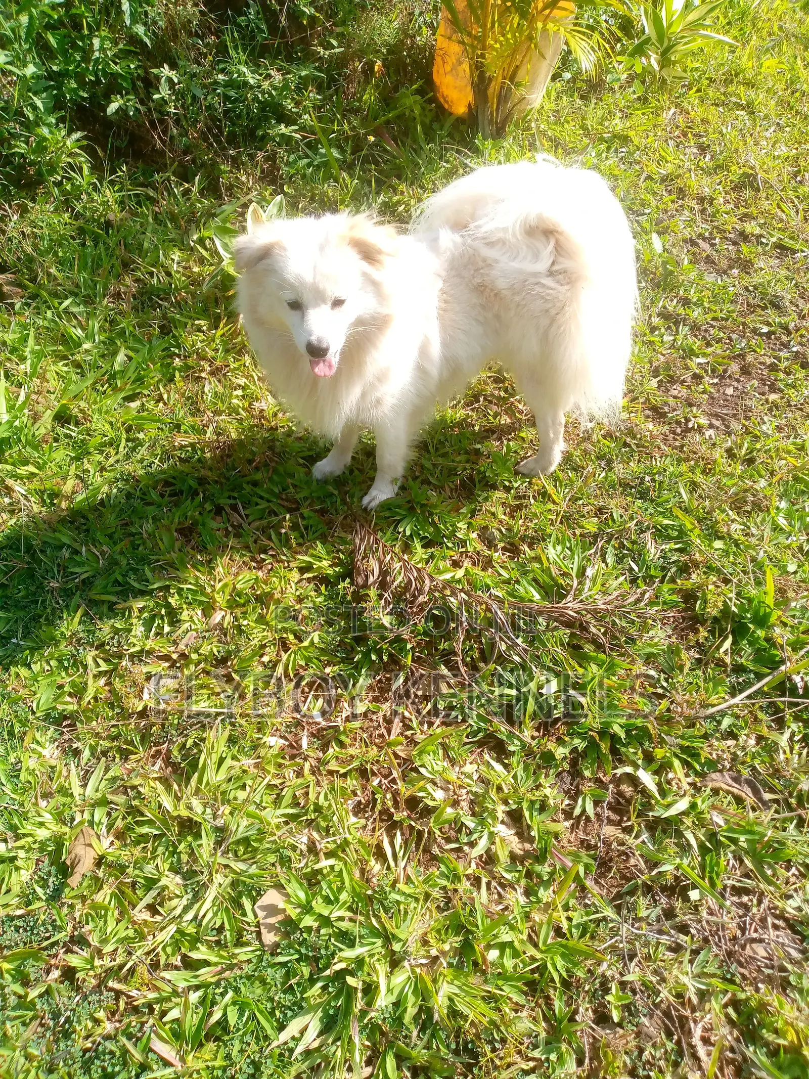 1+ year Male Purebred Japanese Spitz