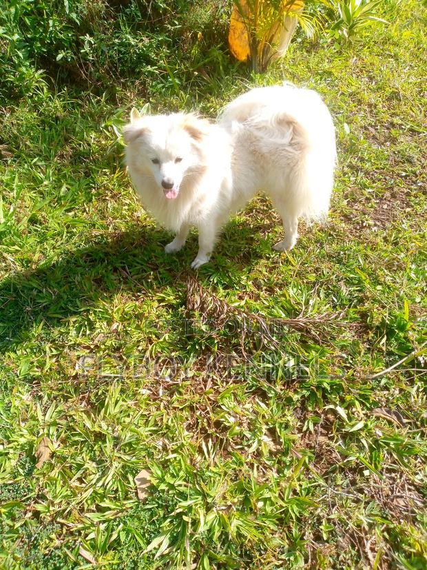 1+ year Male Purebred Japanese Spitz - thumbnail 10