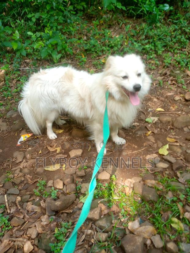 1+ year Male Purebred Japanese Spitz - thumbnail 12