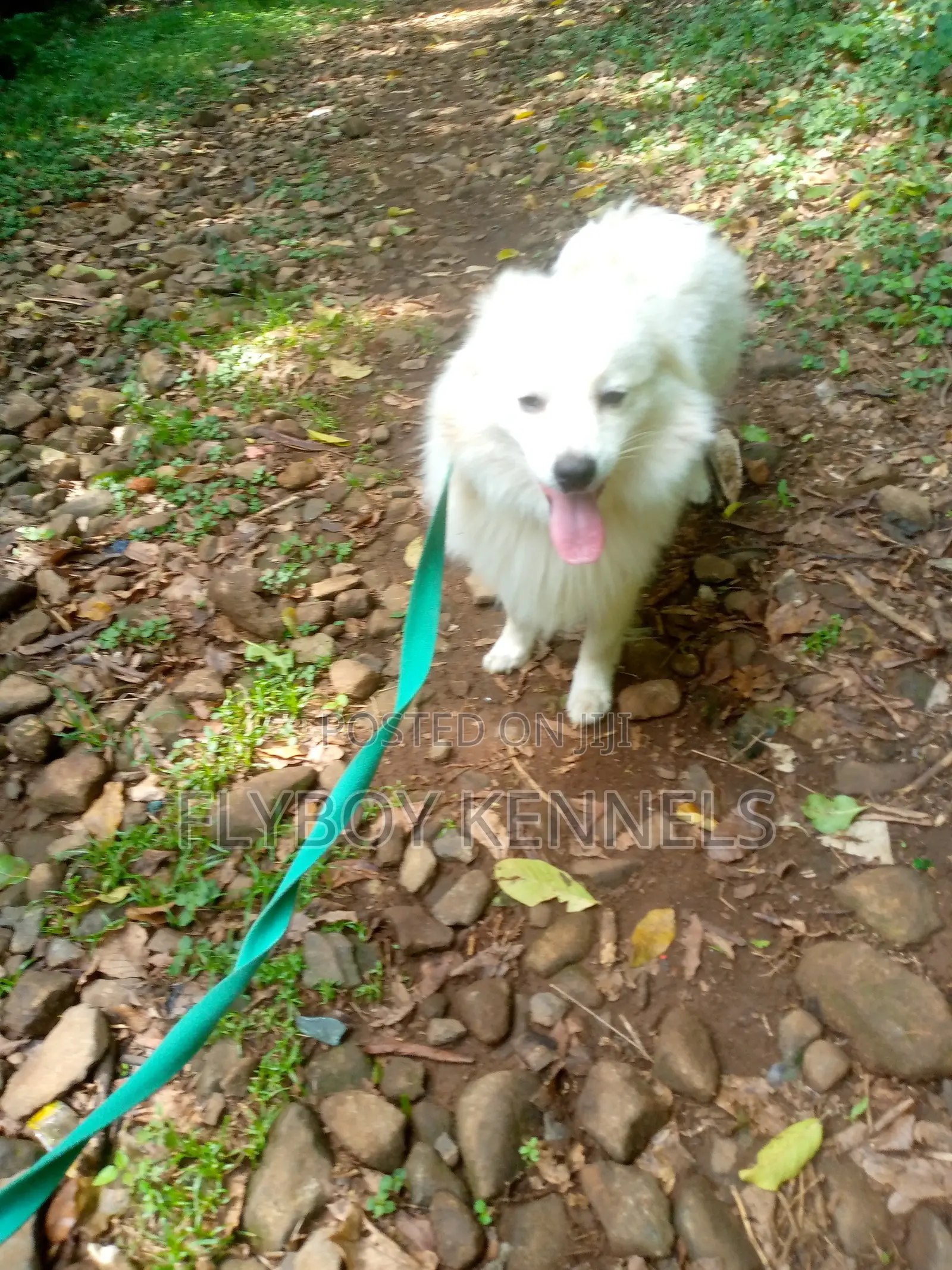 1+ year Male Purebred Japanese Spitz