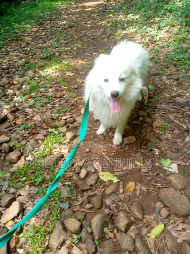 1+ year Male Purebred Japanese Spitz - thumbnail 11