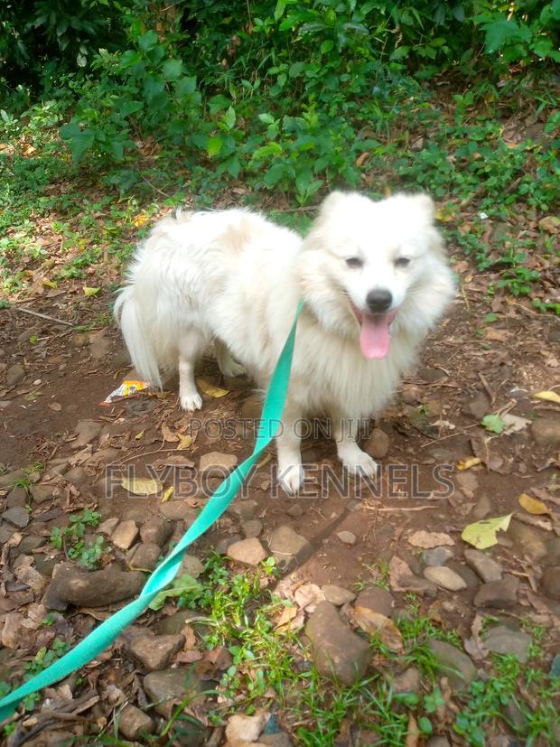 1+ year Male Purebred Japanese Spitz - thumbnail 13