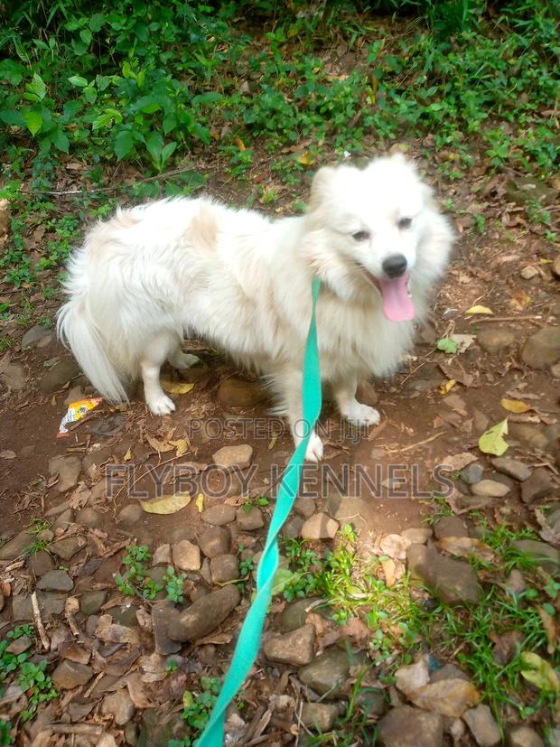 1+ year Male Purebred Japanese Spitz - thumbnail 14