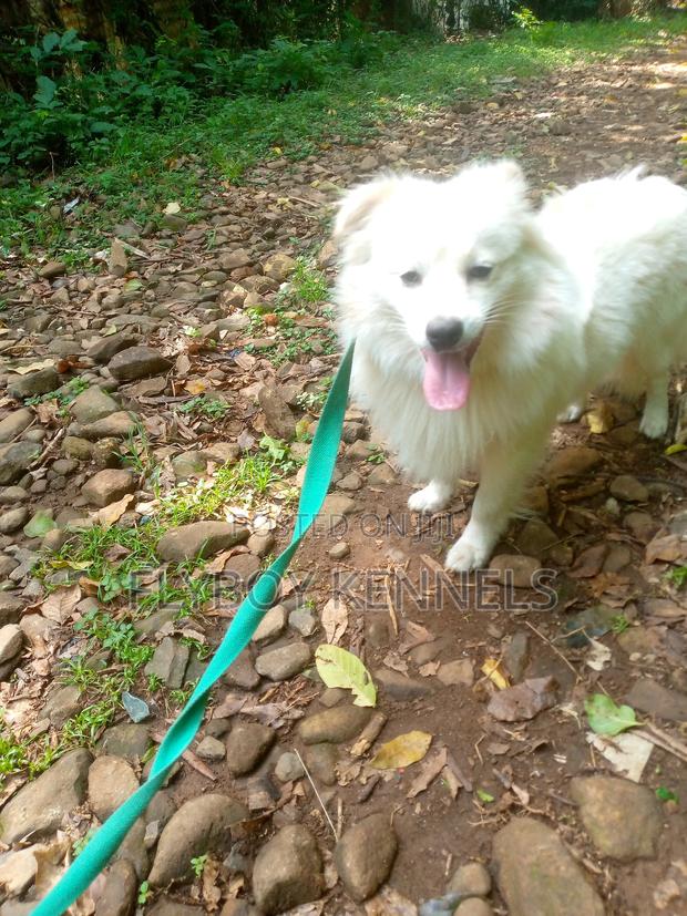 1+ year Male Purebred Japanese Spitz - thumbnail 15