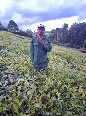 Pharis Kamau