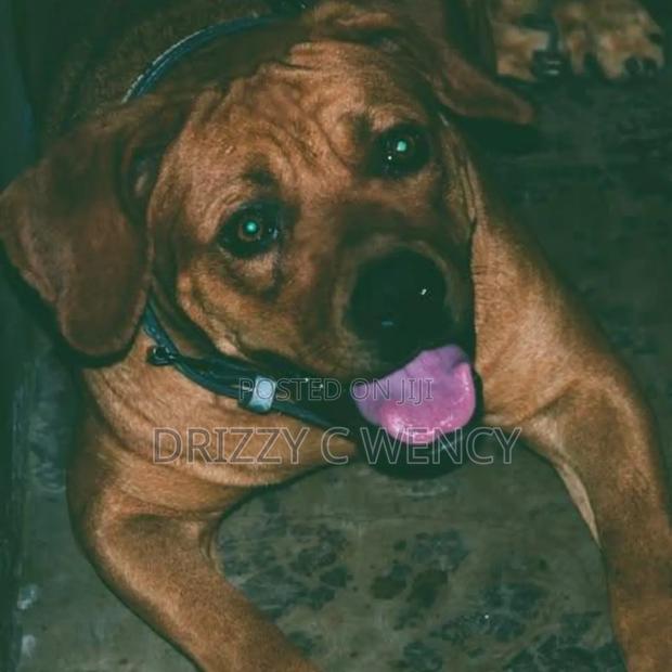 0-1 month Male Purebred Boerboel