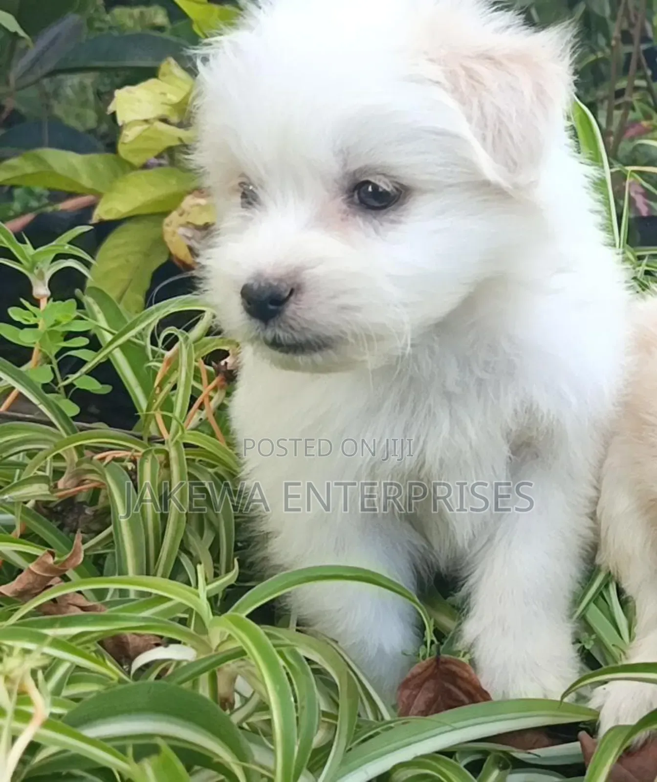 1-3 months Male Purebred Havanese