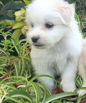 1-3 months Male Purebred Havanese