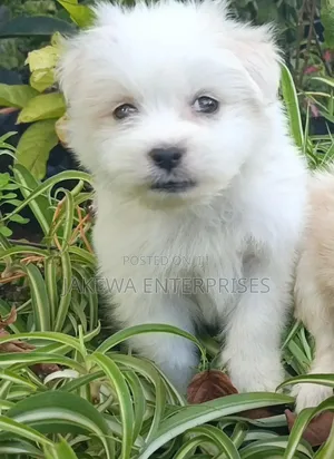 1-3 months Female Purebred Havanese