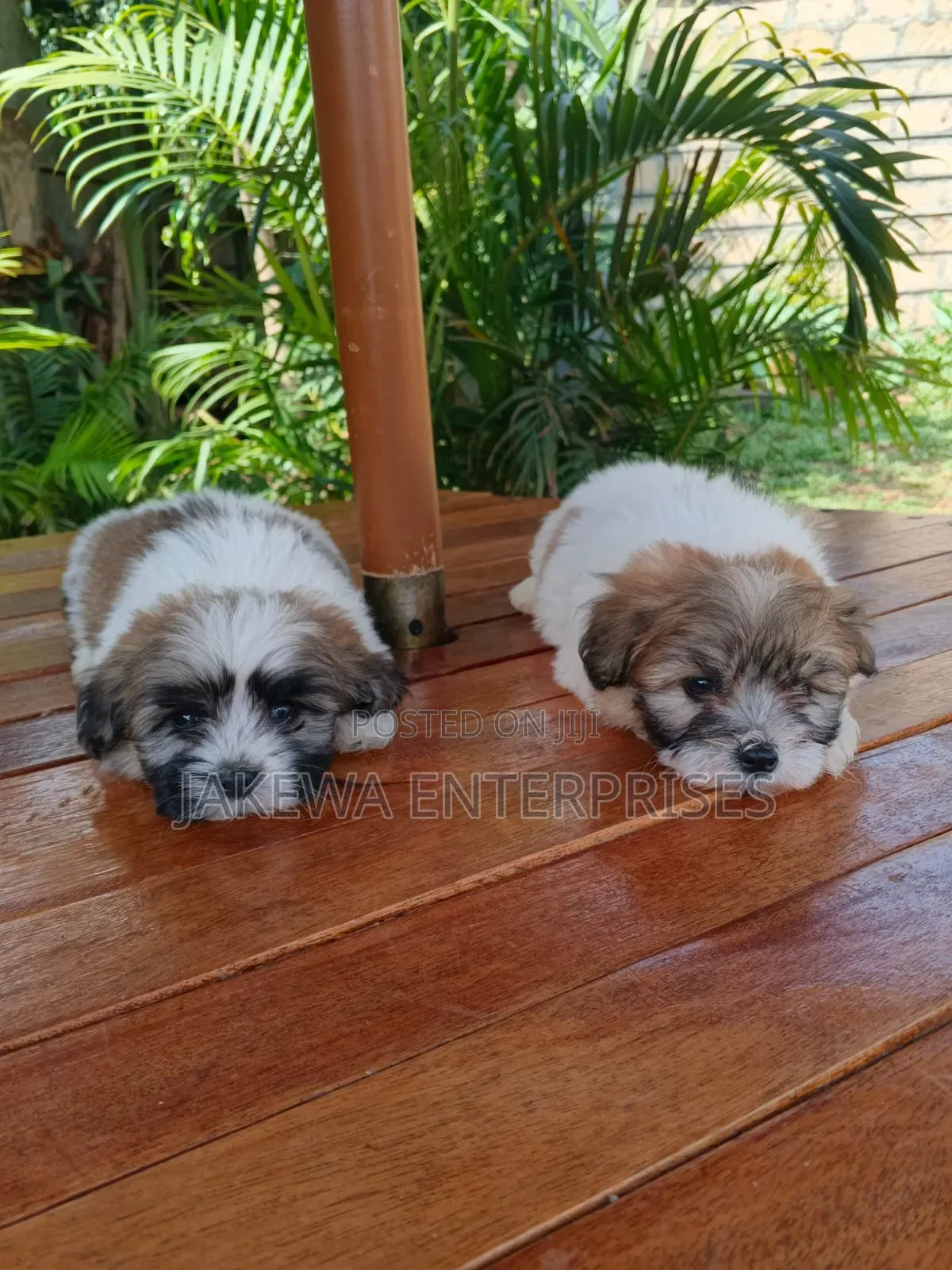 1-3 months Male Purebred Havanese