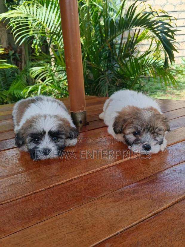 1-3 months Male Purebred Havanese