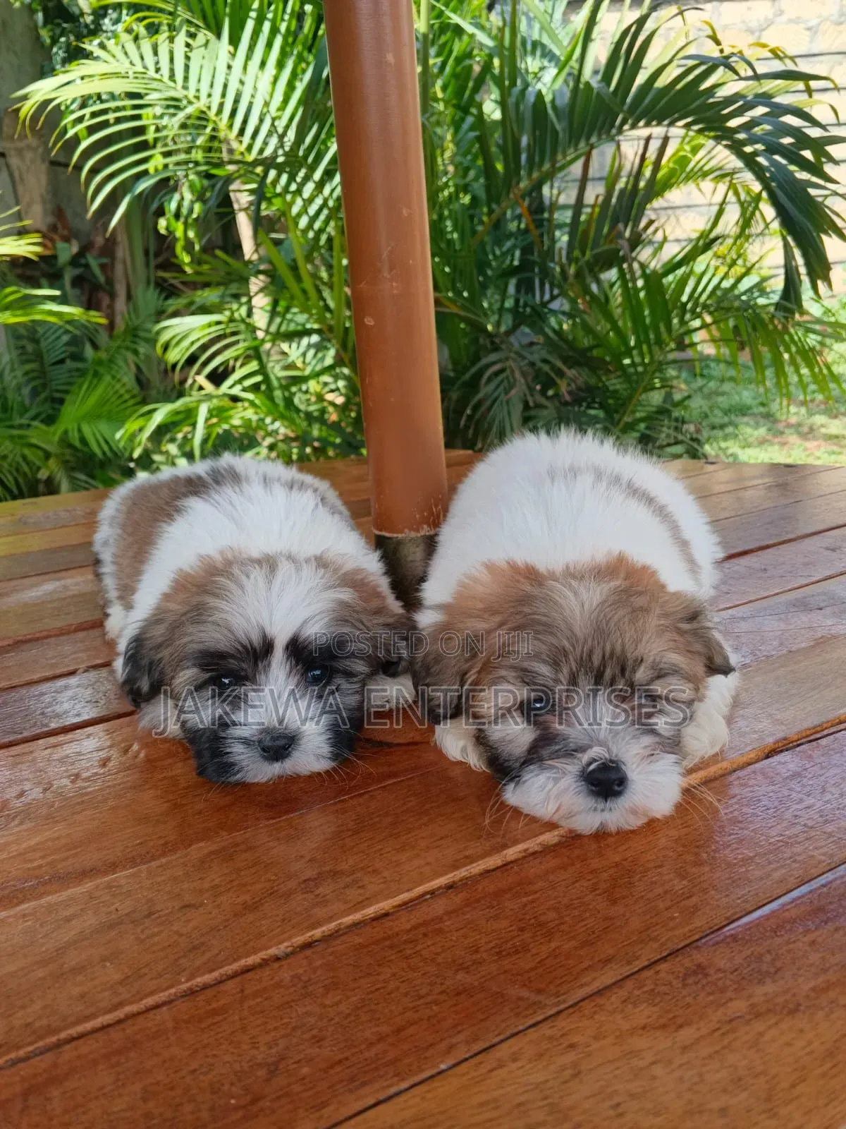 1-3 months Female Purebred Havanese