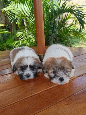 1-3 months Female Purebred Havanese