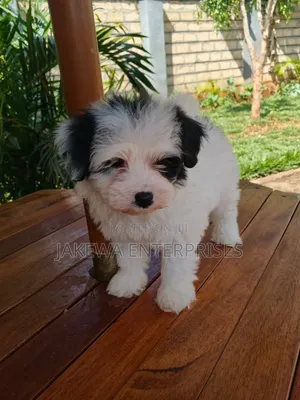 1-3 months Female Purebred Havanese