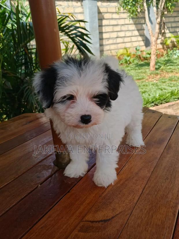 1-3 months Female Purebred Havanese
