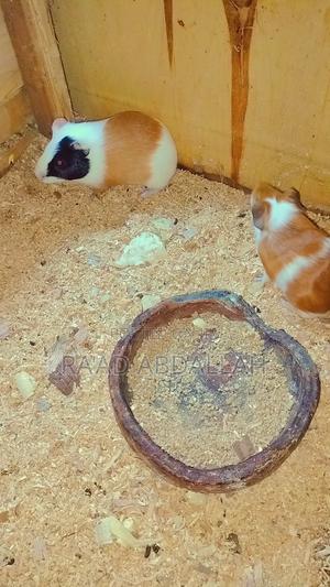 Guinea Pigs for Sale - main view