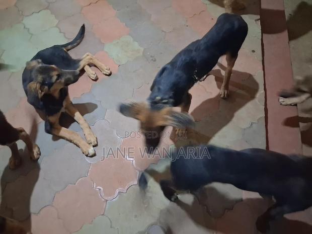 3-6 months Female Purebred German Shepherd - main view