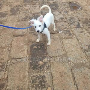 3-6 months Male Purebred Japanese Spitz - thumbnail 2