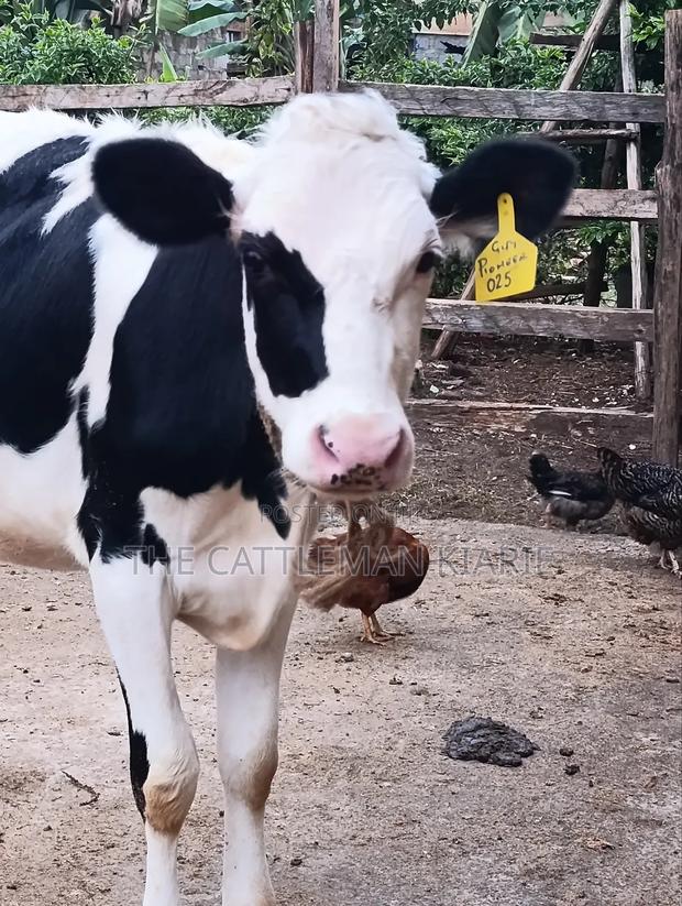 Heifers for Sale Now