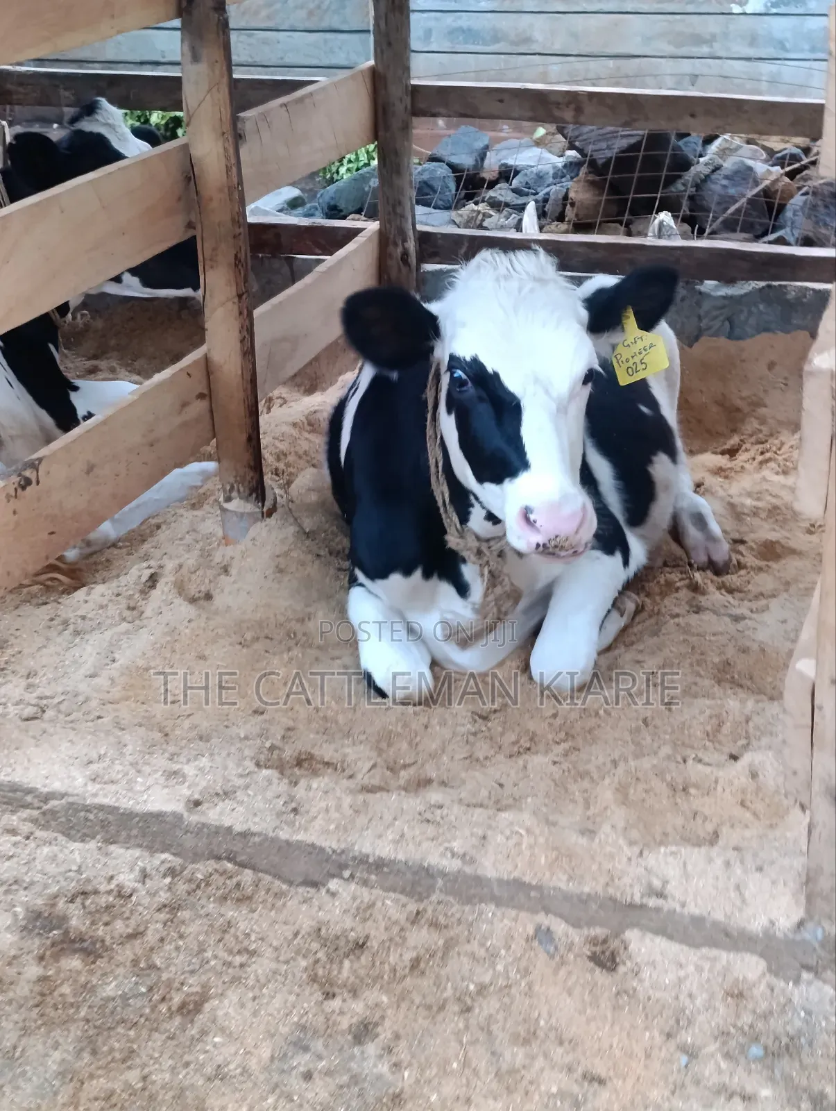 Heifers for Sale Now