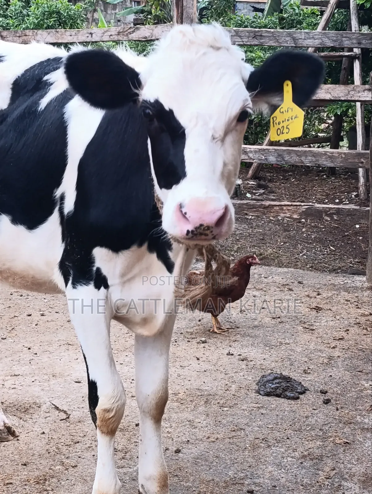 Heifers for Sale Now