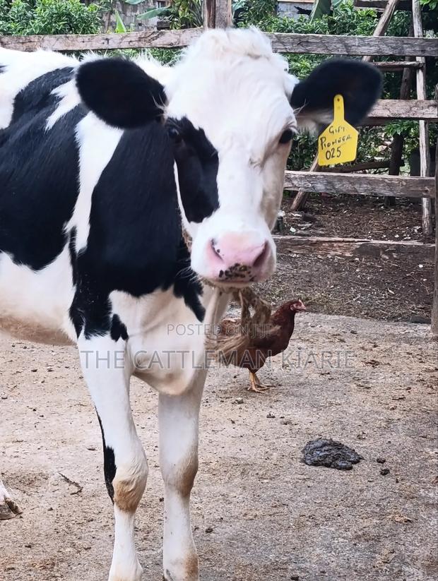 Heifers for Sale Now - thumbnail 3