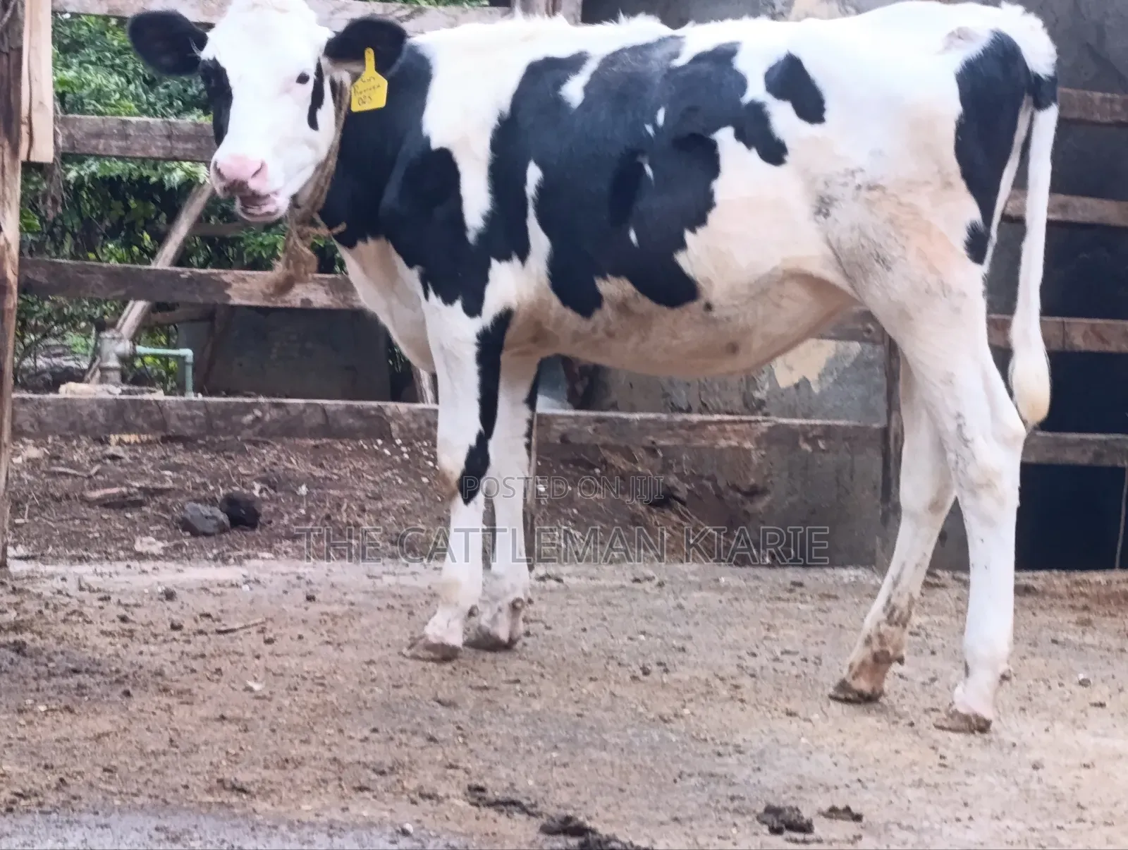 Heifers for Sale Now