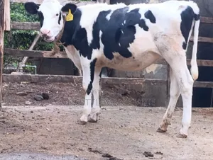 Heifers for Sale Now